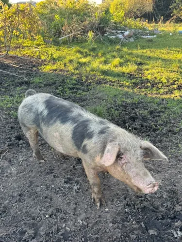 Porca