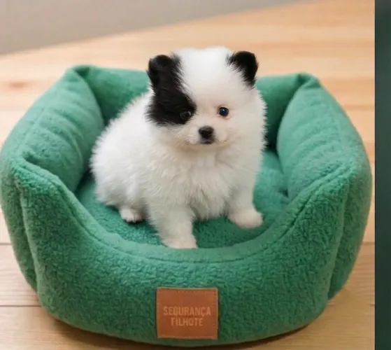 Lulu da Pomerânia