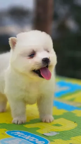 Pomsky 