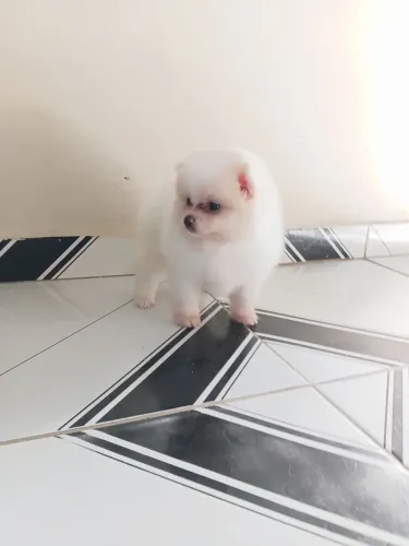 Lulu da pomerania anão macho