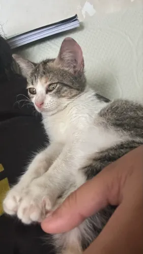 Gatos pra doação 