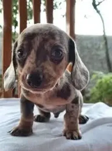 Teckel (Basset/Salsicha) prontos para nova família