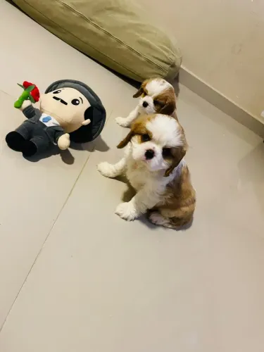 Cavalier imagens reais belíssimos fêmeas e machinhos 