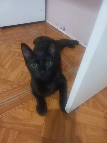 Gato dispo para adoção.