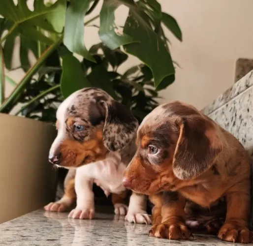 Lindos Filhotes de Teckel com Pedigree!!