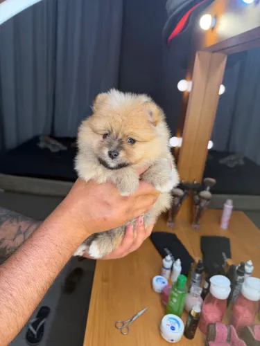 Lulu da pomerania 