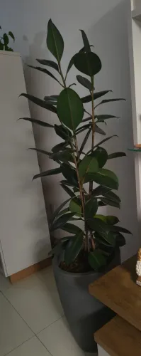 Planta Fictus Elástica - Grande + Vaso 