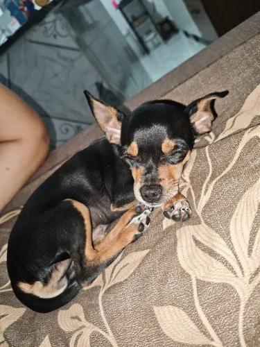 Cachorro 