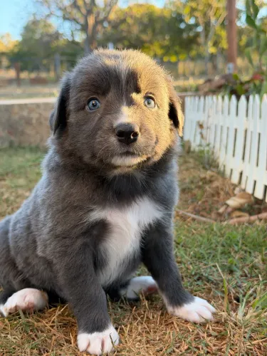 Border collie 