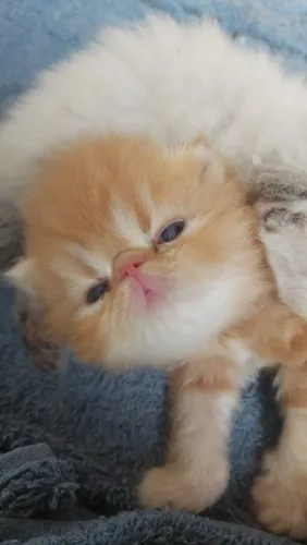 Gato Persa Filhotes