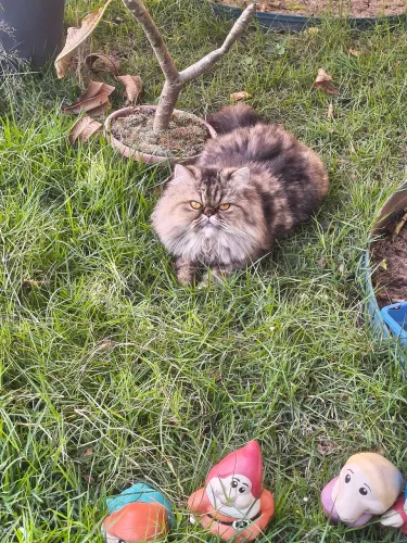 Casal de gatos persas vendo ou troco