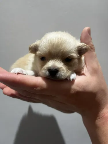 Spitz Alemão Anão