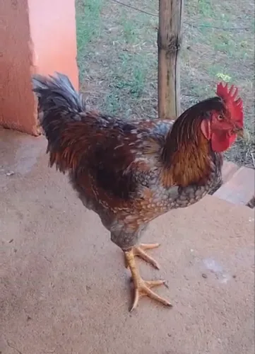 Frango raça GSB