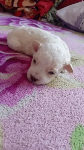 Estou vendendo cachorros poodle