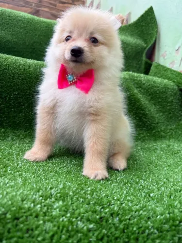 Spitz Alemão adorável 