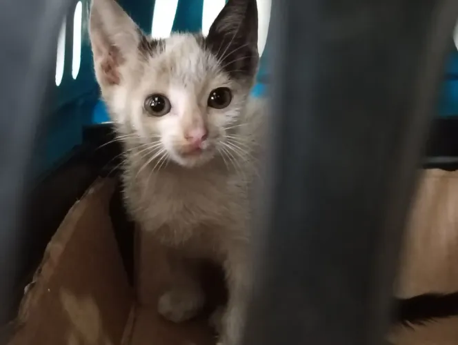 Doação de um gatinho