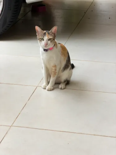 Gatinha castrada disponível para adoção 