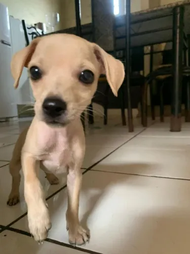 Vendo cachorro pit