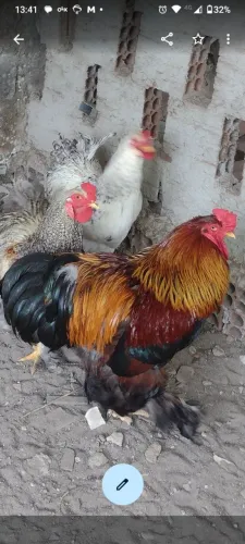 Galo Brahma com excelente genética 