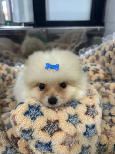 Sptz alemão lulu da pomeranea 