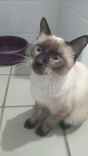 Gata castrada, vacinada e vermifugada para adoção 