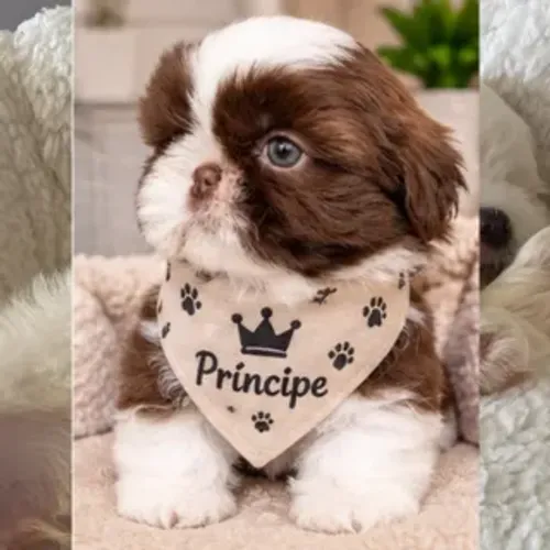 shitzu shih tzu machinho chocolate com branco