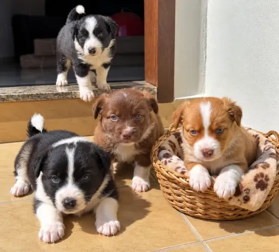 Filhotes de Border Collie