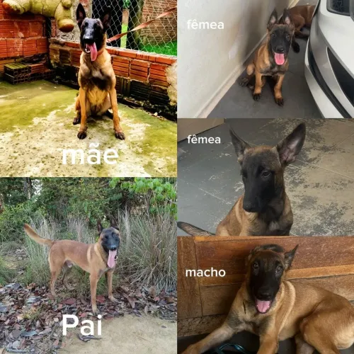 Vendo Filhotes de Pastor Belga Malinois com pedigree
