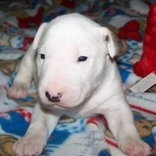 Bull Terrier,Bull Terrier Filhote Linda Linhagem Disponível
