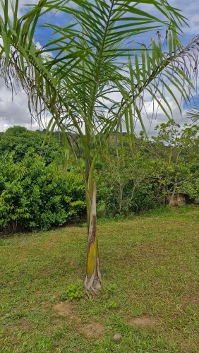 Fazendeiro plante Palmeiras ? 