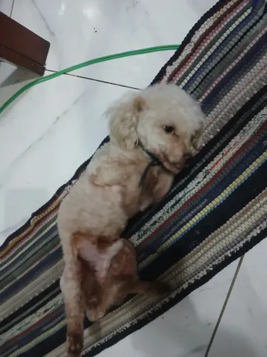 Poodle toy