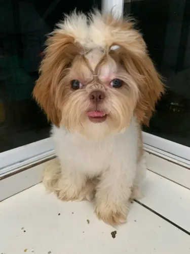 Fêmea de shihtzu adulta