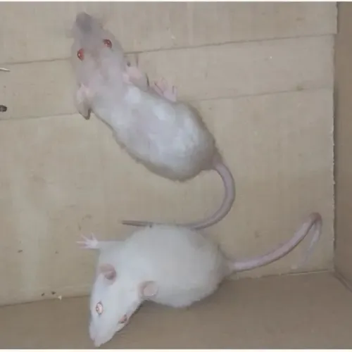 Ratinho twister