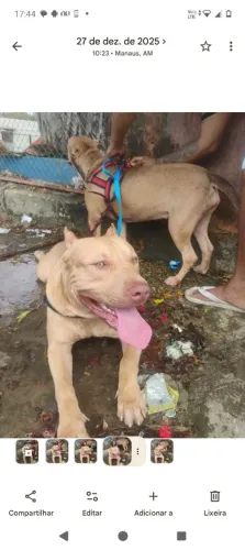 Vendo um casal de Pit Bull monster são dócil