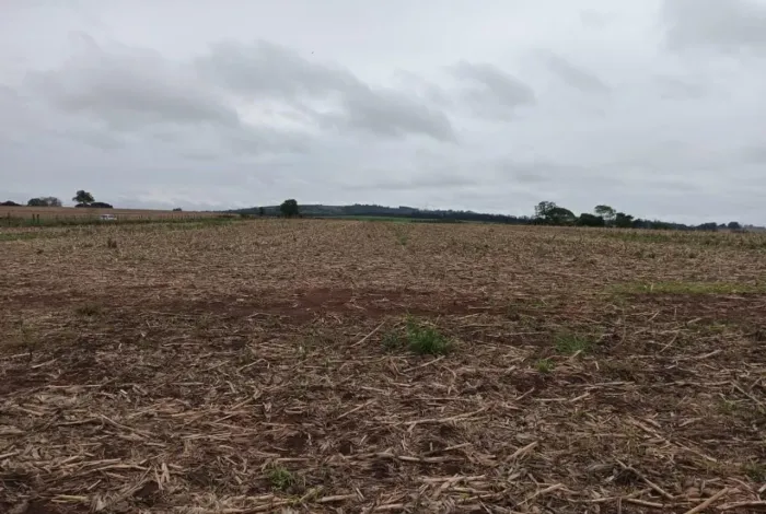 Sítio 13,5 Alqueires, 9,5 Alqueires Plantado, Terra Vermelha, Topografia Plana, Ribeirão,