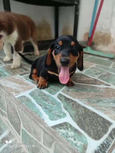 Filhotes de dachshund Basset salsicha tekel anão disponível 