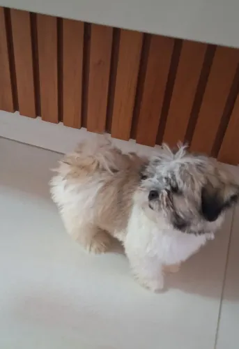 Filhote Shih Tzu