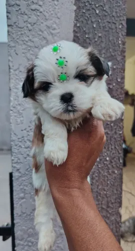 Shihtzu macho ou fêmea reserva shih Tzu empromocao