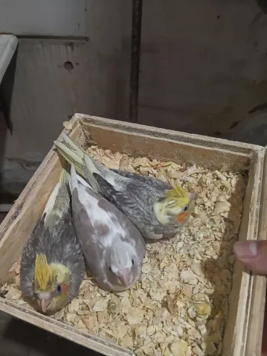 Gaiolas