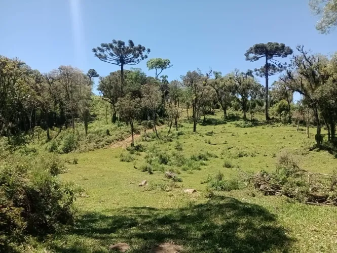 Terreno à venda em Campo Alegre-SC 1.225.000,00 m² de área no bairro Campo Alegre