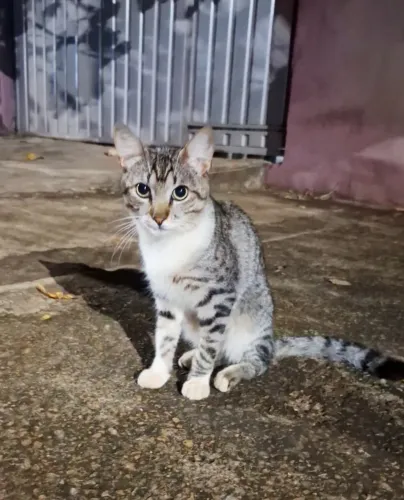 Gatinho lindo para adoção.