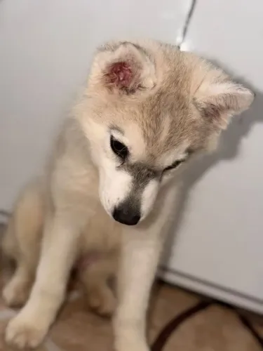 Vende-se HUSKY siberiano fêmea