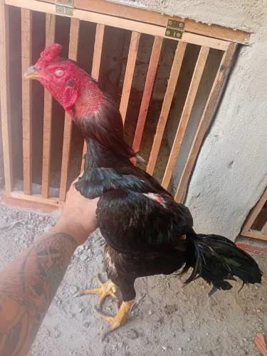 Galo top