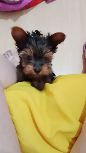 Filhote de Yorkshire terrier mini puro