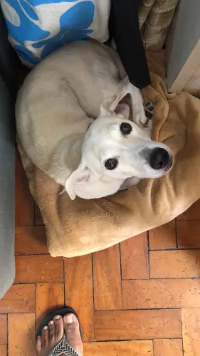Doação de Cachorrinha linda.