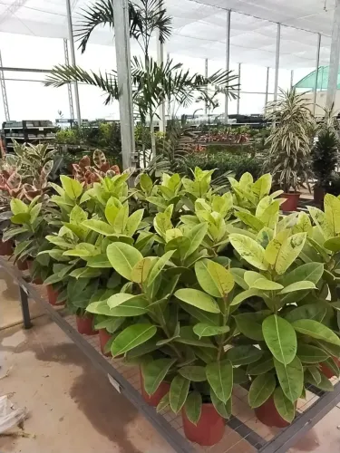 Plantas de todos os tipos