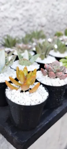 Cactos e Suculentas no Vasinho para Lembrancinhas e Brindes em Promoção
