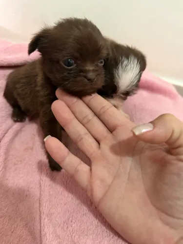 Chihuahua pelo longo