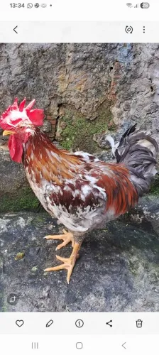 Disponível pra venda