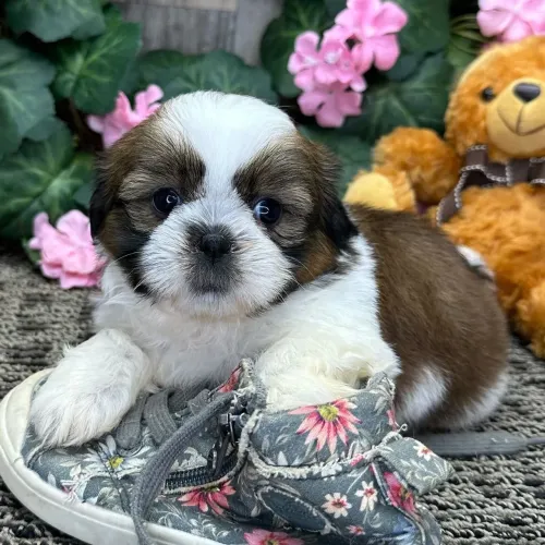 Shih tzu:Doce por natureza e Charmoso por opção 